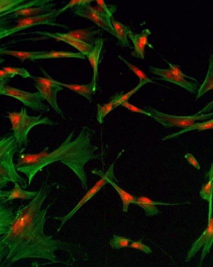 microscopic imagery.